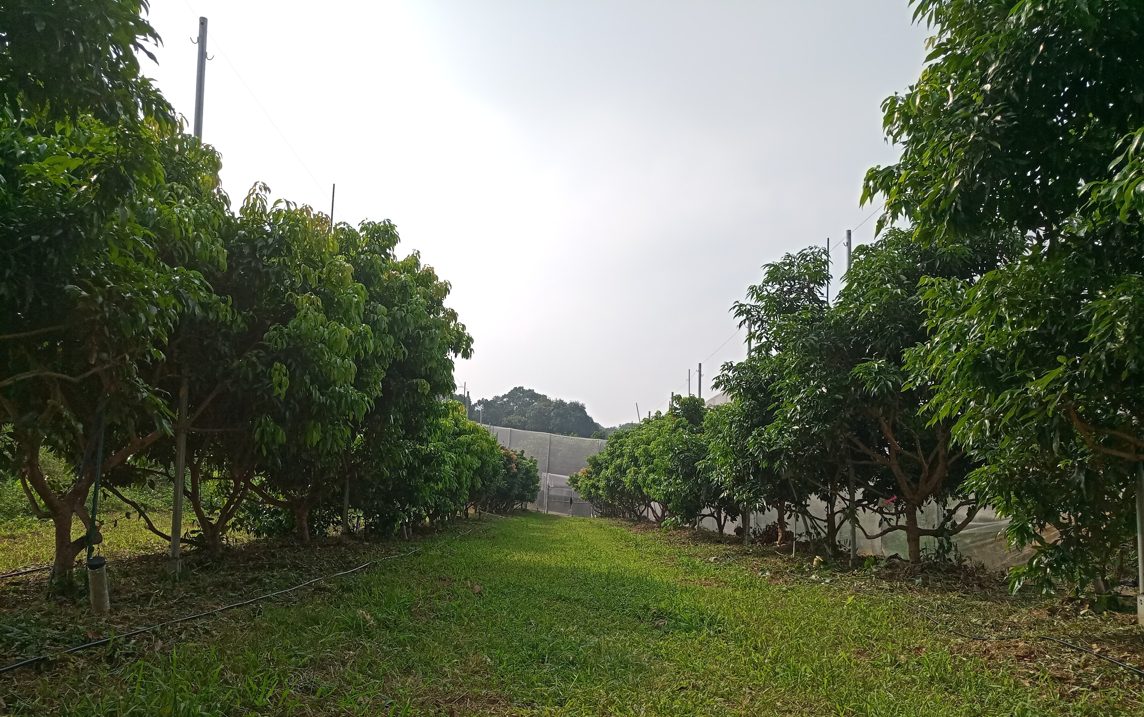 华南农业大学荔枝栽培实验果园基地(2018年10月)